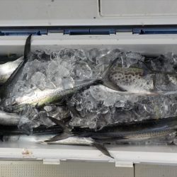 HARUKA丸 はるかまる 釣果
