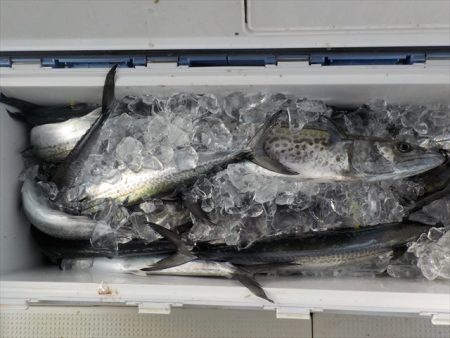 HARUKA丸 はるかまる 釣果