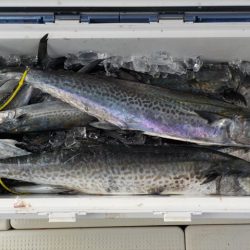 HARUKA丸 はるかまる 釣果