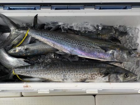 HARUKA丸 はるかまる 釣果