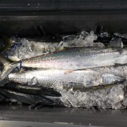 HARUKA丸 はるかまる 釣果