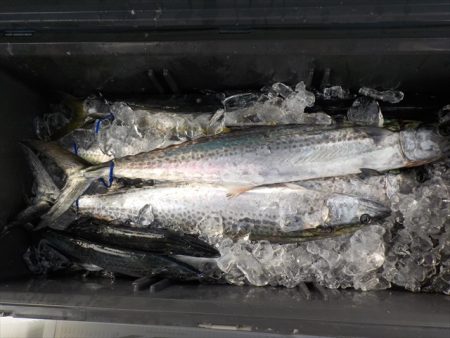 HARUKA丸 はるかまる 釣果