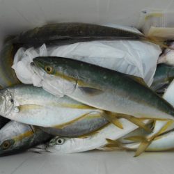 こかわ渡船　雅丸 釣果