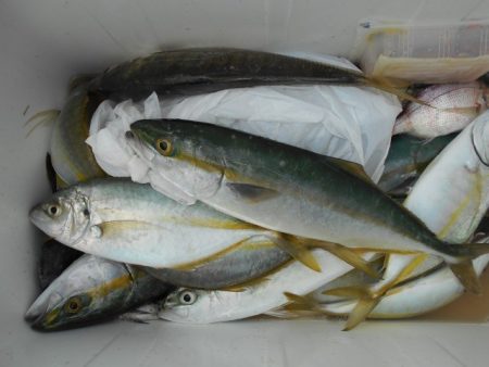 こかわ渡船　雅丸 釣果