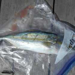 こかわ渡船 雅丸 釣果