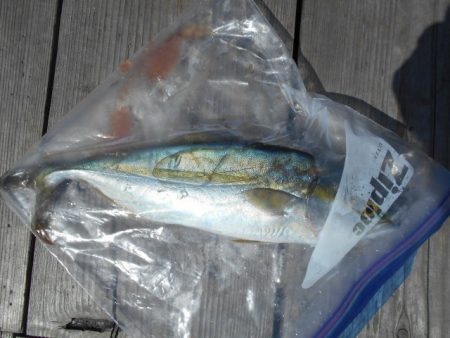 こかわ渡船　雅丸 釣果