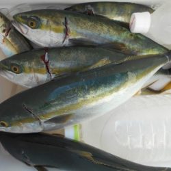 こかわ渡船 雅丸 釣果
