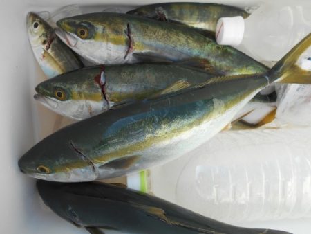 こかわ渡船 雅丸 釣果