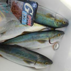 こかわ渡船 雅丸 釣果