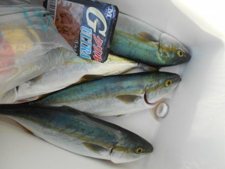 こかわ渡船 雅丸 釣果