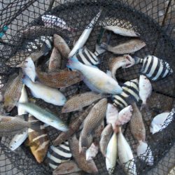 こかわ渡船 雅丸 釣果