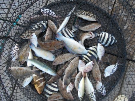 こかわ渡船 雅丸 釣果