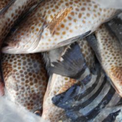 こかわ渡船 雅丸 釣果