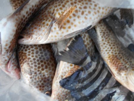 こかわ渡船 雅丸 釣果