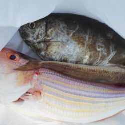 こかわ渡船 雅丸 釣果