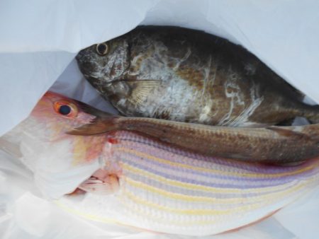 こかわ渡船 雅丸 釣果