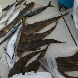 HARUKA丸 はるかまる 釣果