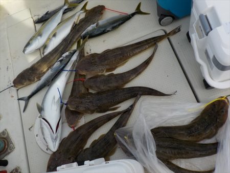 HARUKA丸 はるかまる 釣果