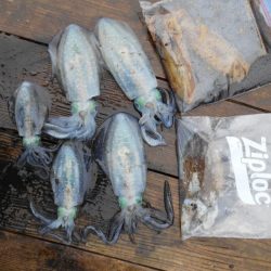 こかわ渡船　雅丸 釣果