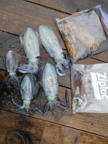 こかわ渡船　雅丸 釣果