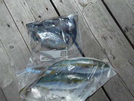 こかわ渡船　雅丸 釣果