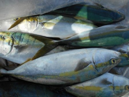 こかわ渡船　雅丸 釣果
