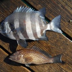こかわ渡船　雅丸 釣果