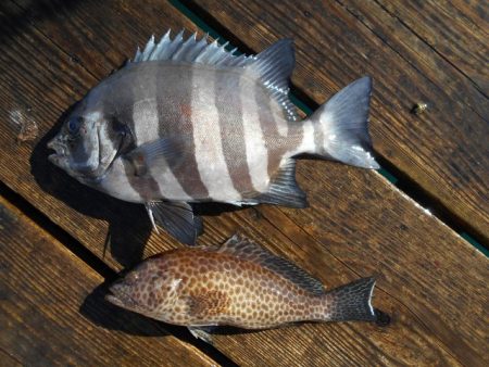 こかわ渡船　雅丸 釣果