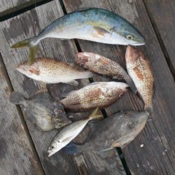 こかわ渡船　雅丸 釣果