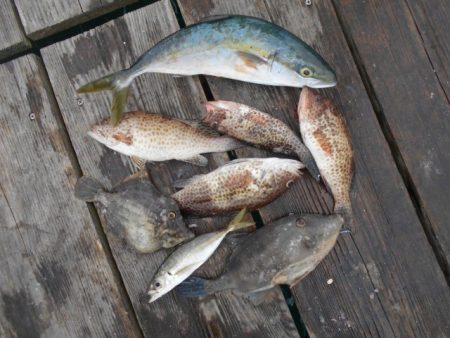 こかわ渡船　雅丸 釣果