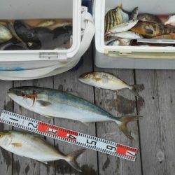 こかわ渡船 雅丸 釣果