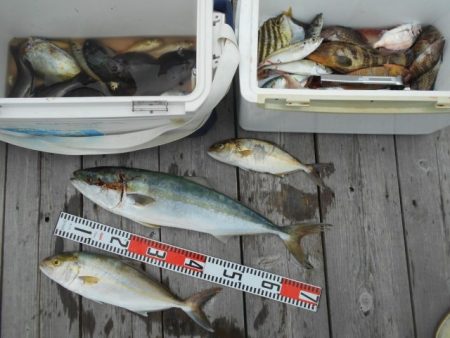 こかわ渡船　雅丸 釣果