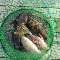 こかわ渡船　雅丸 釣果