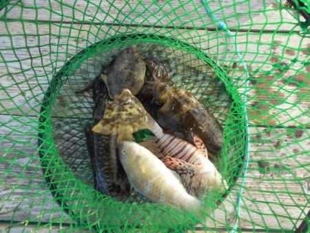 こかわ渡船　雅丸 釣果