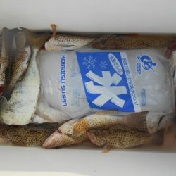 こかわ渡船　雅丸 釣果