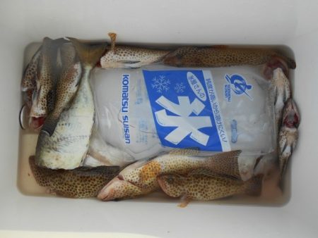 こかわ渡船　雅丸 釣果