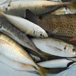 ジギング船 BLUEWATER 釣果