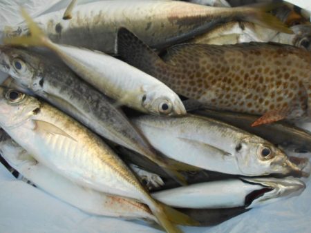 こかわ渡船　雅丸 釣果