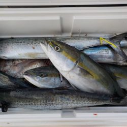 HARUKA丸 はるかまる 釣果