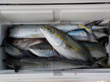 HARUKA丸 はるかまる 釣果