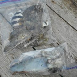 こかわ渡船　雅丸 釣果