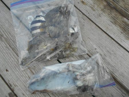 こかわ渡船　雅丸 釣果