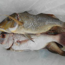 こかわ渡船　雅丸 釣果