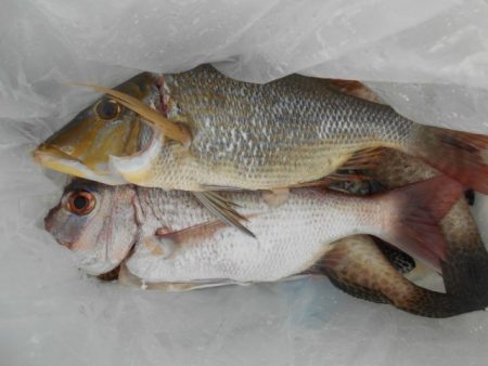 こかわ渡船　雅丸 釣果