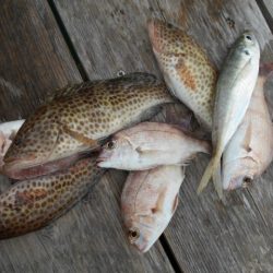 こかわ渡船　雅丸 釣果