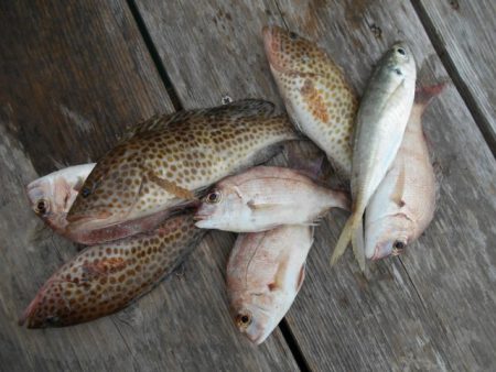 こかわ渡船　雅丸 釣果