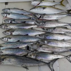 HARUKA丸 はるかまる 釣果