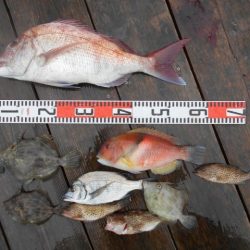 こかわ渡船　雅丸 釣果