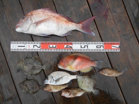 こかわ渡船　雅丸 釣果