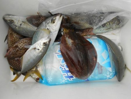 こかわ渡船　雅丸 釣果